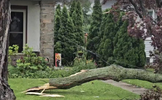 一棵树,能把邻里关系砍没了!宾州关于树木的法律权利你了解多少?